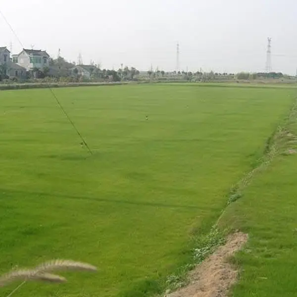 绿化草坪草皮价格-单县草坪草皮价格- 春风草坪培育基地