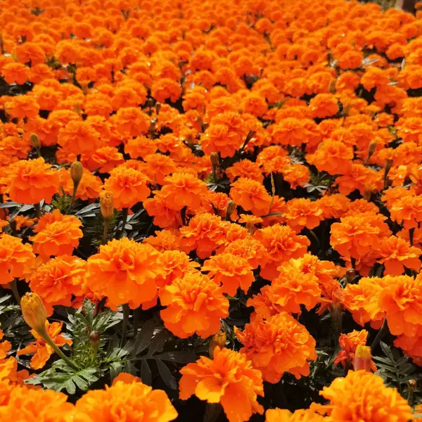 孔雀草 春季草花供货 花色多 批发 孔雀草采购 供应 苗圃栽植 量大