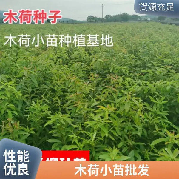 从生木荷 90公分木荷苗 木荷种子价格 杨柳种苗
