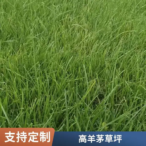 怀柔混播草坪庭院绿化设计庭院草坪铺装基地园林绿化铺装