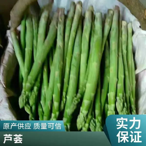鑫航育 6 号芦笋种子 北京房山直供 无性系 F1 代第一分枝高高产京西南良种
