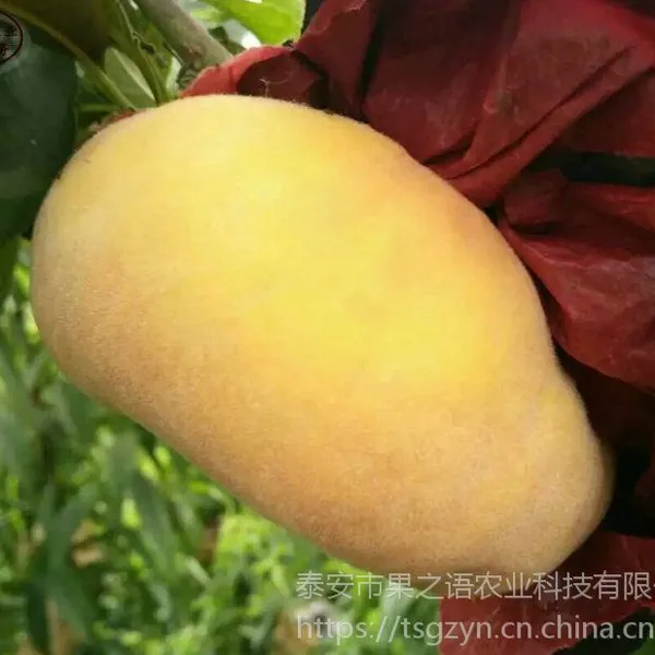3公分桃苗、3公分桃苗批发