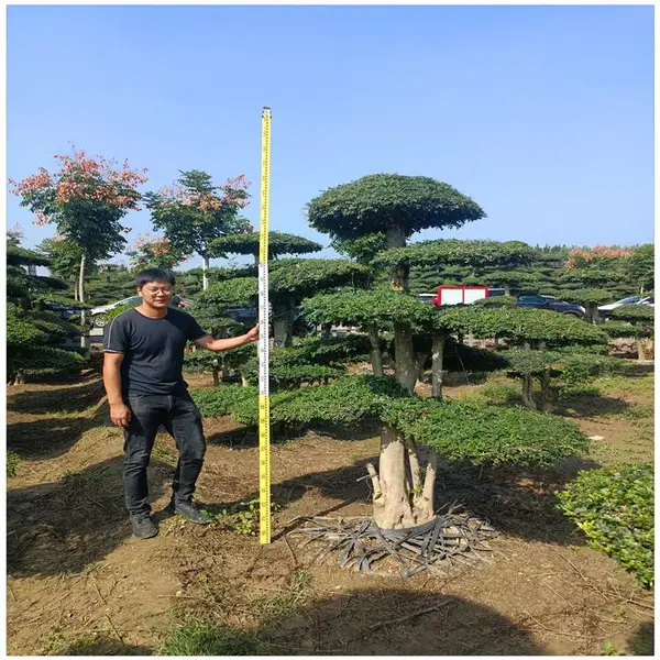 对节白蜡造型树批发 适合庭院别墅种植 3米高对节白蜡树价格