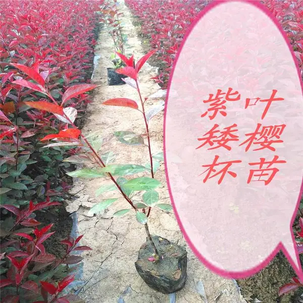 周至紫叶矮樱_紫叶矮樱种植_耐寒绿化苗木品种