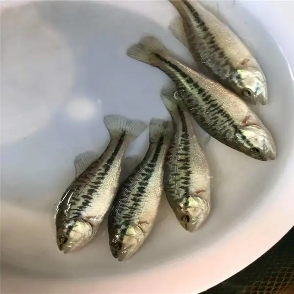 淡水加州鲈鱼苗 淡水宝石鲈鱼苗 七星鲈鱼苗苏州