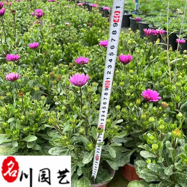 供应南非万寿菊杯苗 花坛花境花海草花栽培 工程园林别墅庭院花卉 量大从优