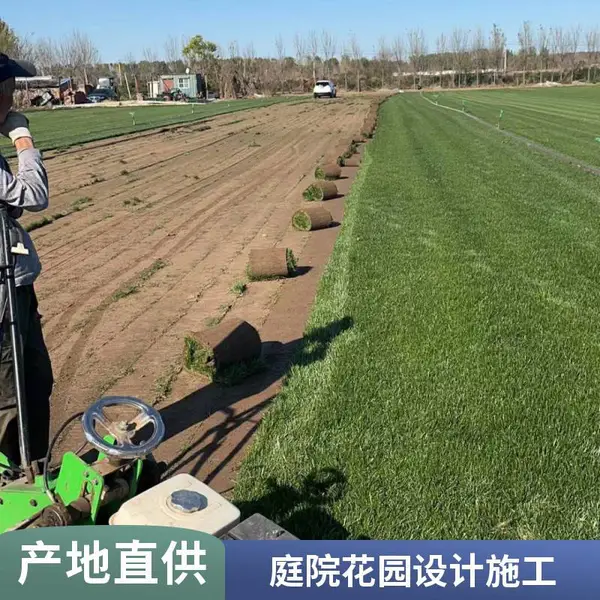 早熟禾草坪屋顶花园绿化基地庭院绿化设计批发顺义