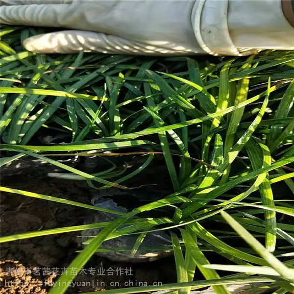 麦冬图片，麦冬小苗，麦冬种植基地