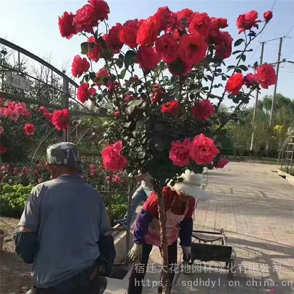 ����ؾ�4���ָ߸��¼����۸� �羰��״�¼�������