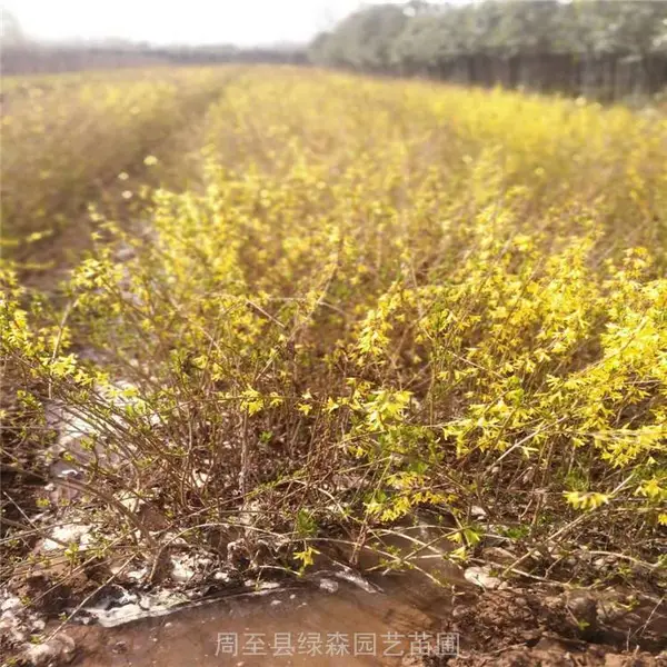 周至苗木基地-哪里有卖连翘树苗-连翘工程苗