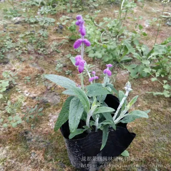 鼠尾草种植基地现货长期有售，工程绿化鼠尾草基地供应