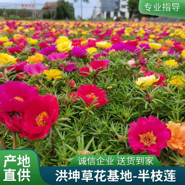 半枝莲 太阳花 工程花苗 小杯 花期长 颜色鲜艳 景区园区绿化 花坛栽植