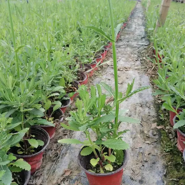 陕西马鞭草批发出售价格 马鞭草绿化苗子 柳叶马鞭草单价