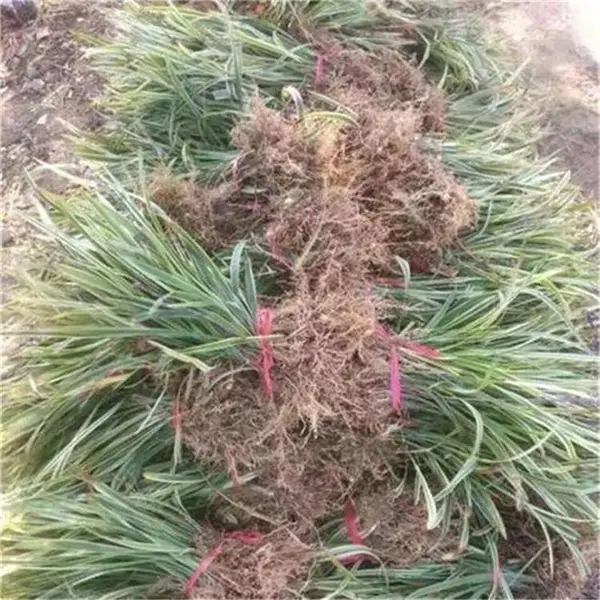 ���ڽ���� ���ǽ�����������󶬲��ظ�����