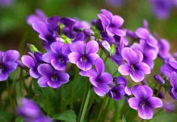 内蒙古四季绿化草花工程苗_景观绿化草花批发_呼和浩特用草花批发