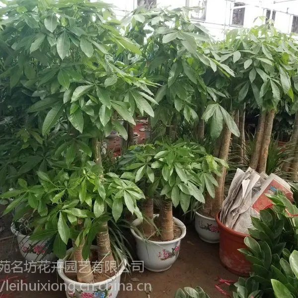 北京卖发财树销售送货一条龙