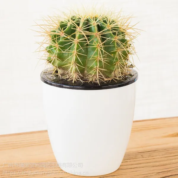 供应广州办公室绿植租赁绿色植物盆栽花绿植基地批发写字楼租金琥仙人球多肉植物