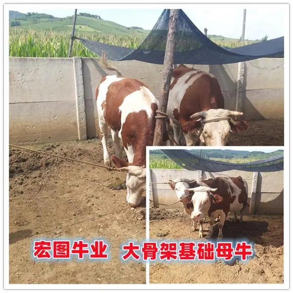 五百斤的 西门塔尔牛犊 要多少钱