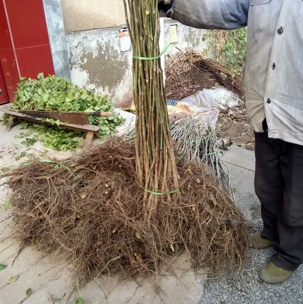 批发核桃树苗 嫁接苗 8518 果苗 薄壳 嫁接果树泰安盛佳苗圃