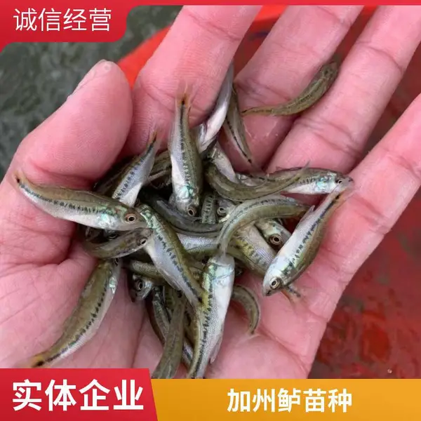 现货供应 潍坊本地大型鲈鱼苗鲟鱼苗养殖场 鲈鱼苗 鲟鱼苗 免费咨询