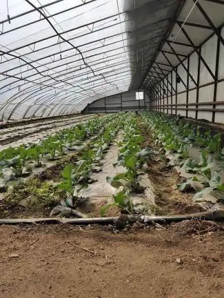 大棚培育有机蔬菜销售