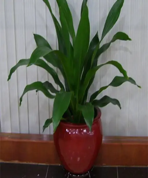 天津鲜花绿植销售 鲜花绿植配送服务 鲜花绿植租赁 鲜花绿植租摆 花卉租赁 天津大型绿植租摆公司