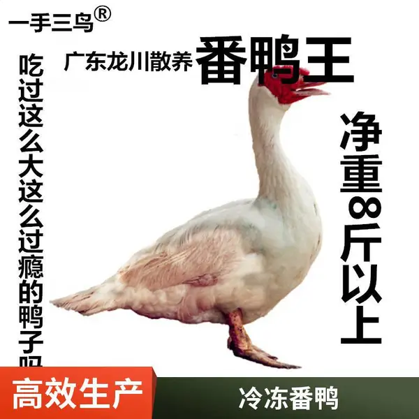 【一手三鸟】杀好去内脏母番鸭公白番鸭黑番鸭龙川散养冷链物流发全国