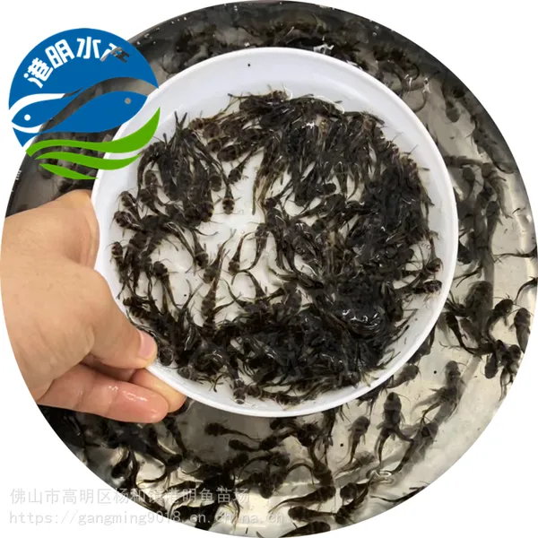 黄颡鱼苗批发 支持陆空发货黄骨鱼苗供应 一站回收服务-港明水产提供
