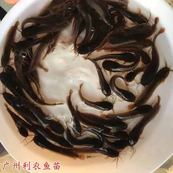 �ӽ����Ʊ����������� �������������� 4-6����