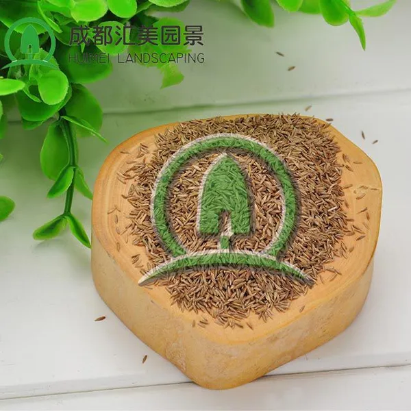 汇美草坪种子批发 高羊茅混播草籽大量出售 护坡草坪撒播