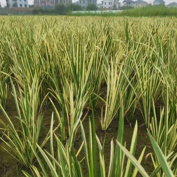 佳颖水生植物基批发花叶水菖蒲 花叶菖蒲 花叶水菖蒲价格 花叶水菖蒲苗圃 浙江花叶水菖蒲