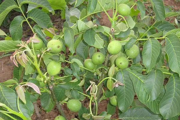 辽核核桃苗栽培管理 辽核核桃苗哪里有 辽核核桃苗批发基地