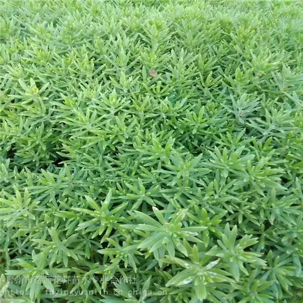 黄金条采购，盆栽黄金条，黄金条小苗