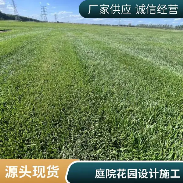 门头沟庭院草坪铺装草坪铺装家庭花园绿化设计基地施工