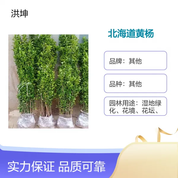 北 海道黄杨苗 绿篱绿化工程苗 庭院篱笆用绿化小苗 海道黄杨工程