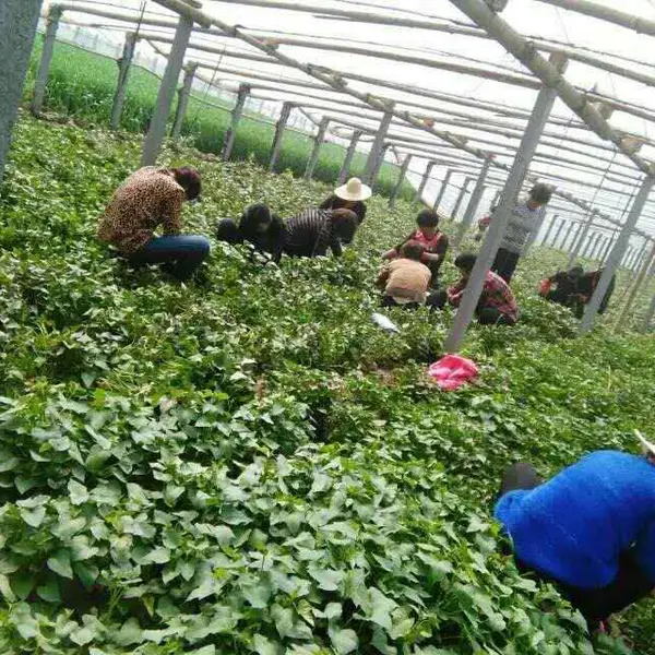 河南红薯苗地瓜苗脱毒红薯苗商薯19
