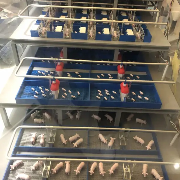院校教学养猪微缩沙盘 保育分娩育肥分区仿真沙盘