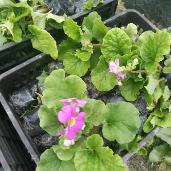 大规模的草花种植基地直销大花樱草
