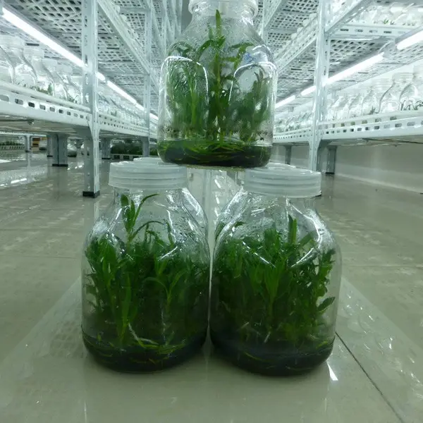 现货供货 铁皮石斛苗 存活*** 组培铁皮石斛苗