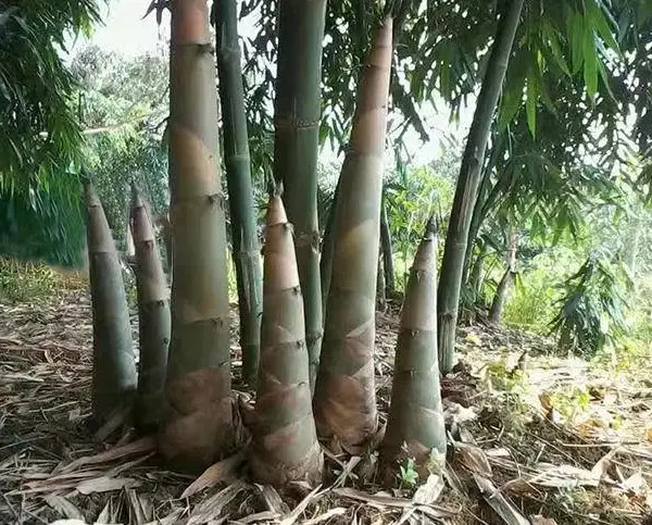 小北江竹笋的种类与好处