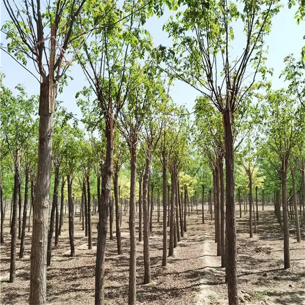 绿化苗木-五七香花槐基地-湖北香花槐市场价-精心种植