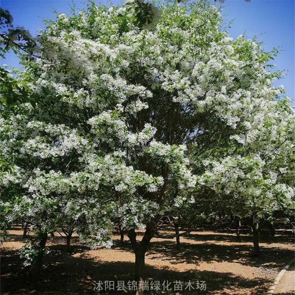 流苏树耐寒性好 适合京津冀气候栽植 白花绿叶 景观效果震撼