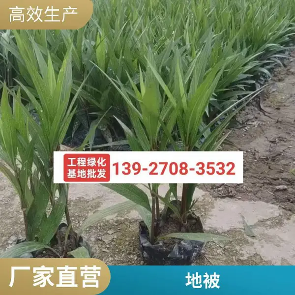 ������«�������辰С�� ���� ��ƶ�����ǿ ԰���̻� �ر������쾰��