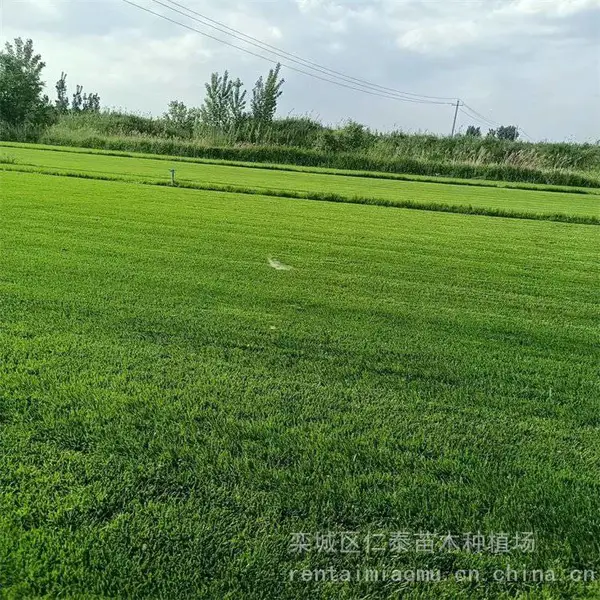 草坪运动会草坪 白三叶草皮卷 红叶石楠种子