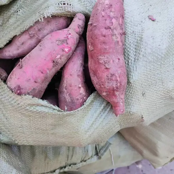 脱毒红薯苗基地-高淀粉红薯种薯美国9408价格优惠