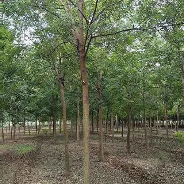 80公分国槐小苗 绿化国槐树苗 槐树小苗基地直发
