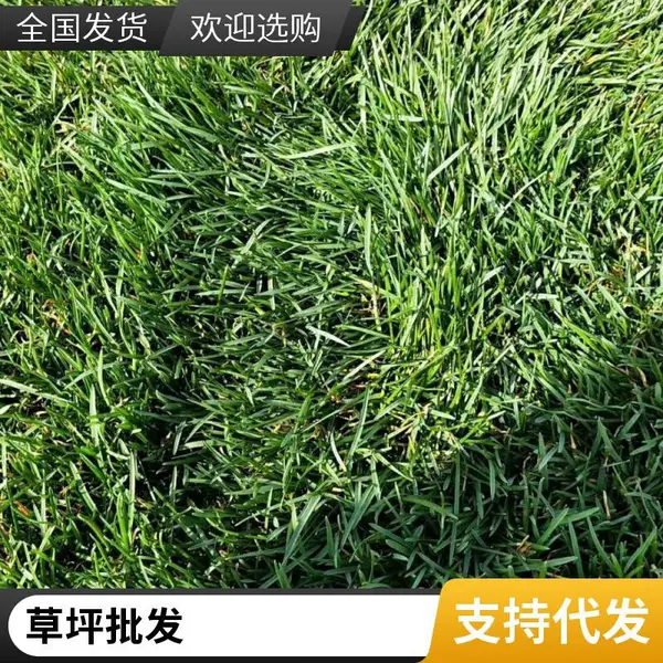 庭院绿化设计批发铺装早熟禾草坪园林绿化草坪铺装朝阳