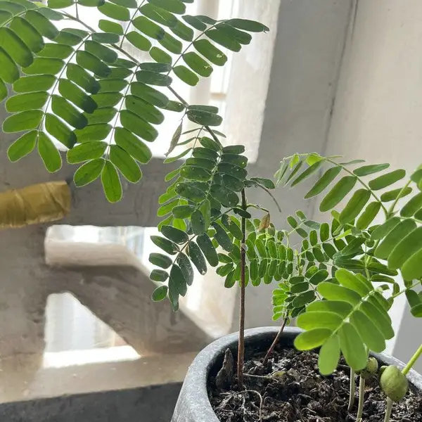 彝山香常年供应酸角苗罗望子苗酸角种子酸角子小苗园林嫁接