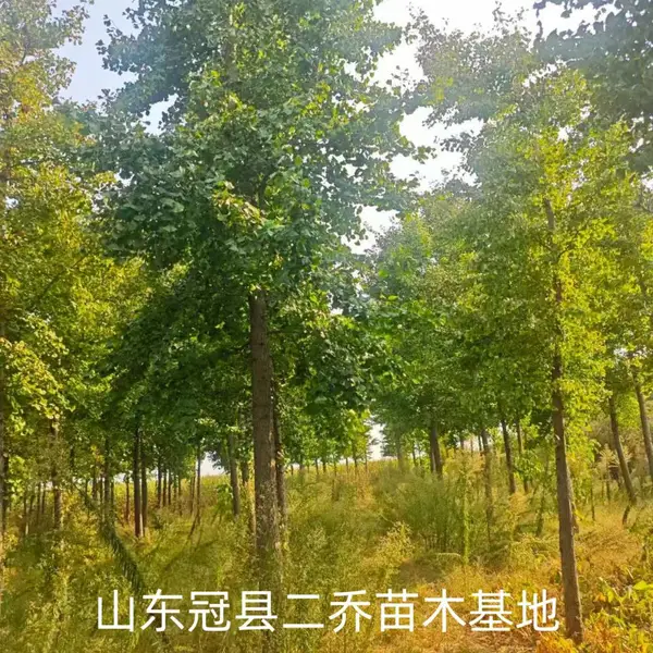 10公分至15公分银杏树,聊城莘县原生冠银杏树基地,银杏树产地报价,山东聊城银杏树