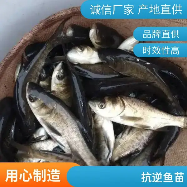 山西大同朔州黑鱼苗泥鳅鱼鱼苗养殖基地 现捞现发 成活有保障